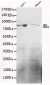 GRK2 Antibody